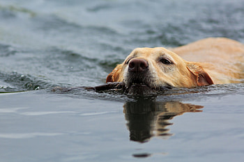 Dog, sweet, animal, dogs, cute, beautiful, puppys, puppy, pretty, animals, lovely HD wallpaper
