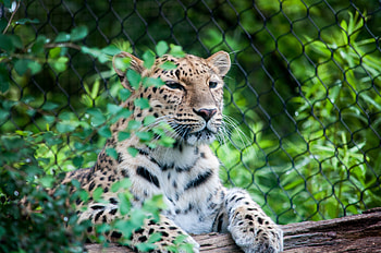 Animals, Leopard, Muzzle, Predator, Is Sitting, Sits HD wallpaper