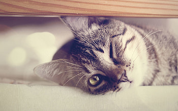 Animals, Glare, Cat, To Lie Down, Lie, Wink HD wallpaper