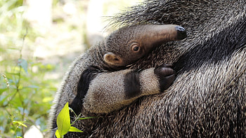 Anteater, Top backgrounds, Wildlife, Mammals HD wallpaper