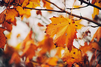 Nature, Autumn, Branches, Sheet, Leaf, Maple HD wallpaper