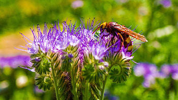 Flower, Plant, Macro, Bud, Bee, Pollination HD wallpaper