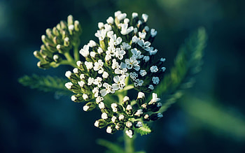 Little White Flowers, Flowers, White, Nature, Blossoms HD wallpaper