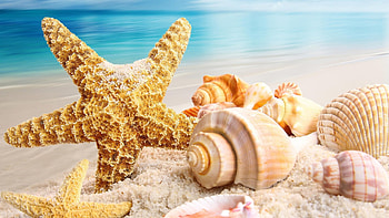 Seashell , Coastal beauty ry, Beach-inspired backgrounds, Oceanic charm HD wallpaper