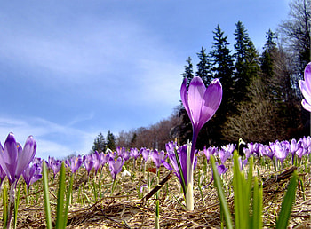 Purple, sky, nature, flowers HD wallpaper