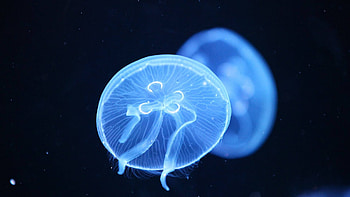 Jellyfish , Stunning collection, Captivating visuals, Mesmerizing beauty HD wallpaper