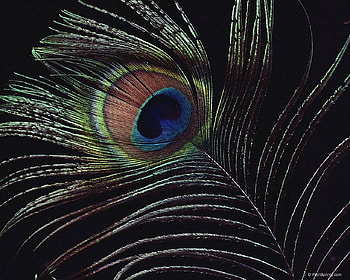Feather HD wallpaper