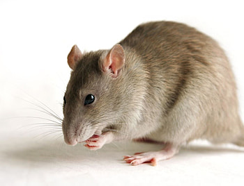 Rat, animal, wildlife, grey, cute, rodent, wild HD wallpaper