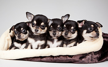 Animals, 2015, National Puppy Day, Celebrity Pet And Home Life Style HD wallpaper