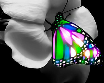 Colorful Butterfly, colorful, rainbow, glowing, flower, black and white, butterfl HD wallpaper
