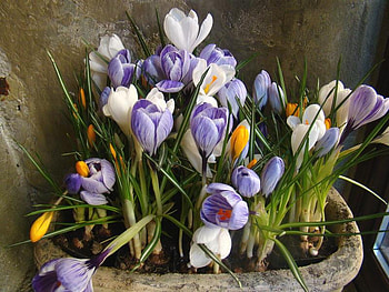 crocus, nature, flowers, spring HD wallpaper