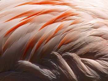 Flamingo, pink, feathers, wing, beautiful, orange HD wallpaper