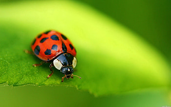 Background, Macro, Insect, Stains, Spots, Ladybug, Ladybird HD wallpaper