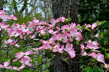 Spring Blossom, spring flowers, pink flowers, spring bloom HD wallpaper