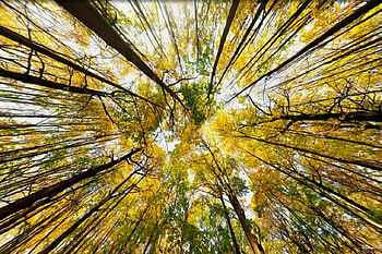 Yellow Trees, trees, cool, , yellow HD wallpaper
