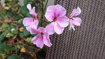 Geranium, Zeraniumu, 3840x2160, Flowers, , Flower, Pink, Pelargonium HD wallpaper