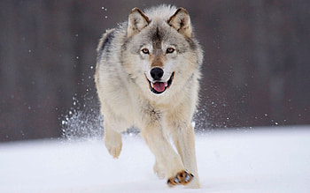 Animals, Wolfs HD wallpaper