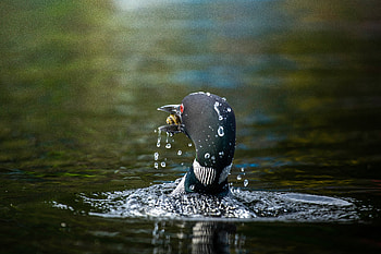 Animal, Loon HD wallpaper