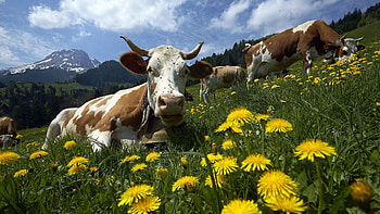 Swiss cows, , Swiss cows backgrounds HD wallpaper