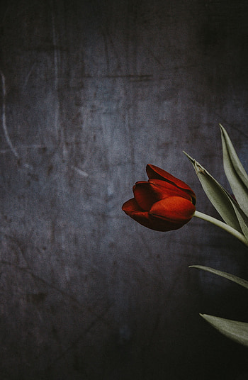 Flowers, Flower, Wall, Tulip HD phone wallpaper
