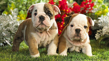 Cute bulldog, English puppies, Ultra HD wallpaper
