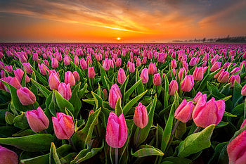 Tulips at sunset, summer, field, flowers, beautiful, sky, tulips, sunset, fiery HD wallpaper