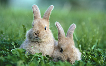 Baby bunny, delight, Adorable creatures, Bunny love HD wallpaper