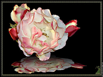 Roset, rose, reflection, beautiful, nature, water HD wallpaper