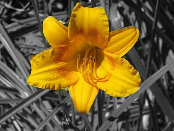 Beautiful Flower, cool, beautiful, , flower HD wallpaper