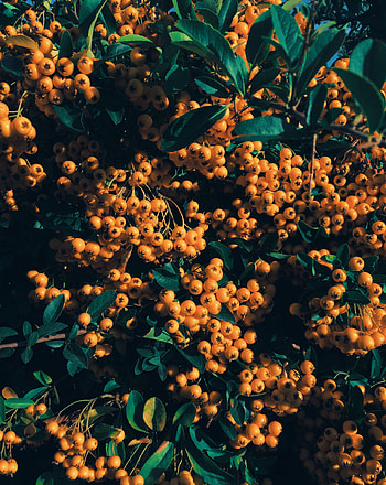 Nature, Leaves, Berries, Branch, Rowan HD phone wallpaper