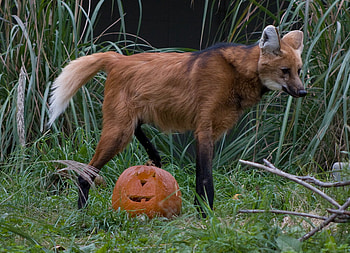 I hate Halloween !!!, text, text, i hate halloween, , maned wolf HD wallpaper