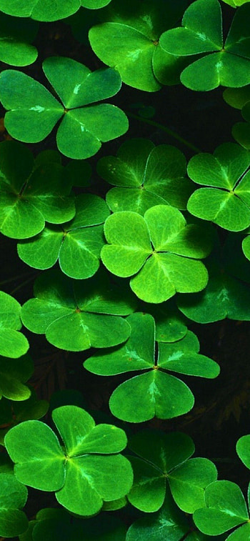 Irish Shamrock, Cute shamrocks, Playful , Lucky charm HD phone wallpaper