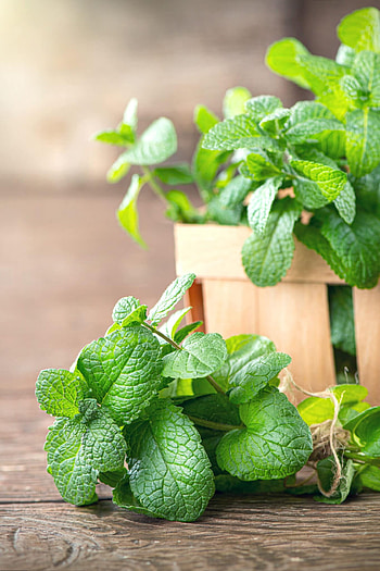 Growing mint from cuttings, Seed propagation, Gardening tutorial, Plant care tips HD phone wallpaper