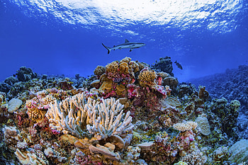 Detailed global coral map, Researchers complete HD wallpaper