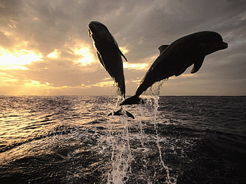 Animals, Dolfins, Sea HD wallpaper