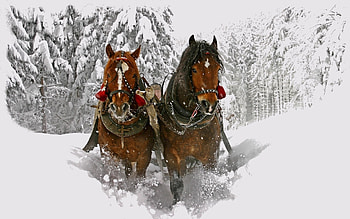 Animals, Winter, Horses, Snow HD wallpaper