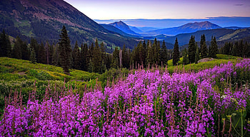 Mountain wildflowers, spring, mountain, wildflowers, summer, hills, beautiful, meadow HD wallpaper