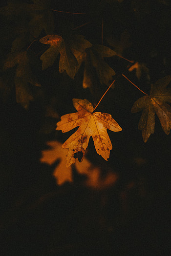 Autumn, orange leaf, portrait HD phone wallpaper