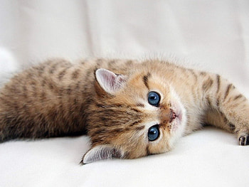 Lazy kitten, sweet, animal, kitten, lazy, cat, nature, feline, pet HD wallpaper