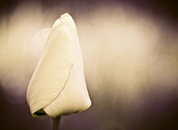 Tulip, tenderness, white tulips, petals, flower, soft, beauty HD wallpaper