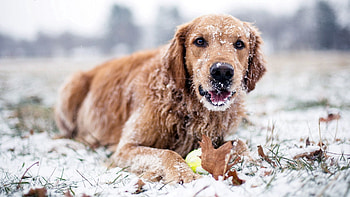 Animals, Winter, Snow, Dog HD wallpaper