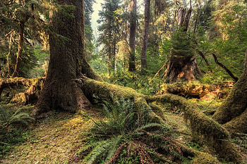 dense forest, fun, trees, cool, nature, forest, dense HD wallpaper
