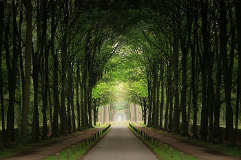 green tunnel, tunnel, green, trees, nature, serene HD wallpaper