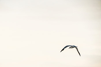 Sky, Bird, Minimalism, Flight HD wallpaper