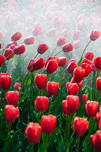 Red and beautiful tulips, bloom, spring HD phone wallpaper