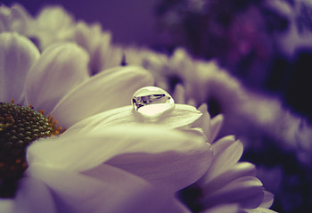 Drops, Flower, Macro, Shine, Light, Petals, Wet, Humid HD wallpaper