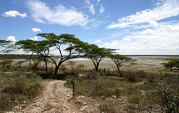 Informational acacia tree, Nature's wonders, Plant species, Tree knowledge HD wallpaper