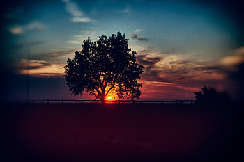 Nature, Sunset, Sky, Clouds, Horizon, Wood, Tree HD wallpaper