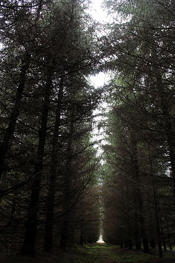 Nature, Road, Forest, Path, Gloomy, Gloomily HD phone wallpaper