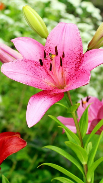 Pink Lily, Adorable HD phone wallpaper